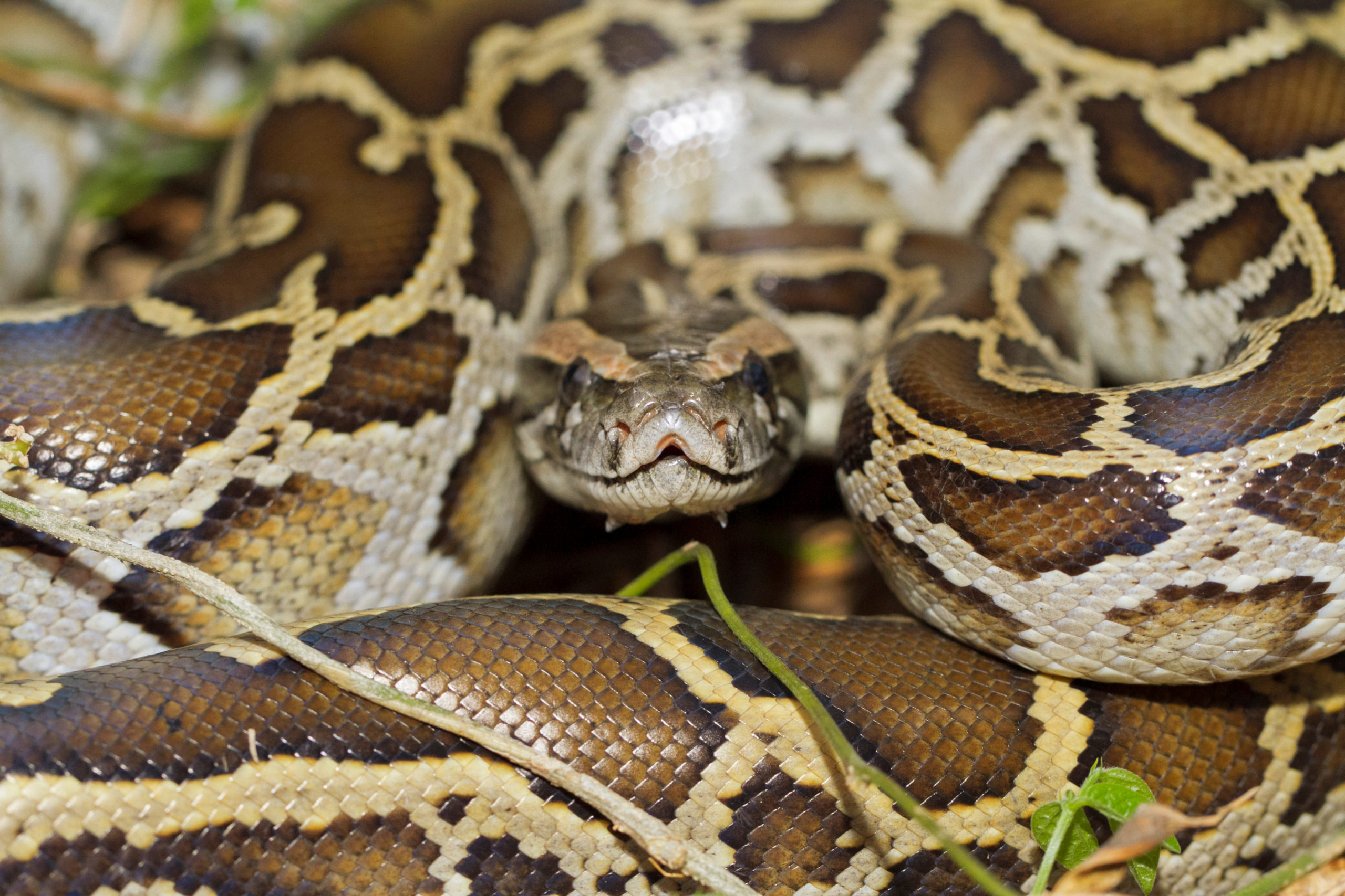 Could Pythons Hold Key Ingredient For COVID-19 Vaccine?