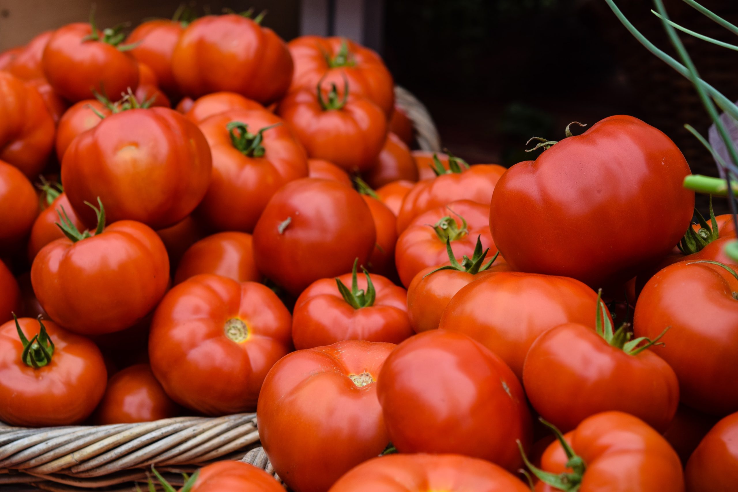 Gardening Tactics of Tomato-logy: A Complete Guide 