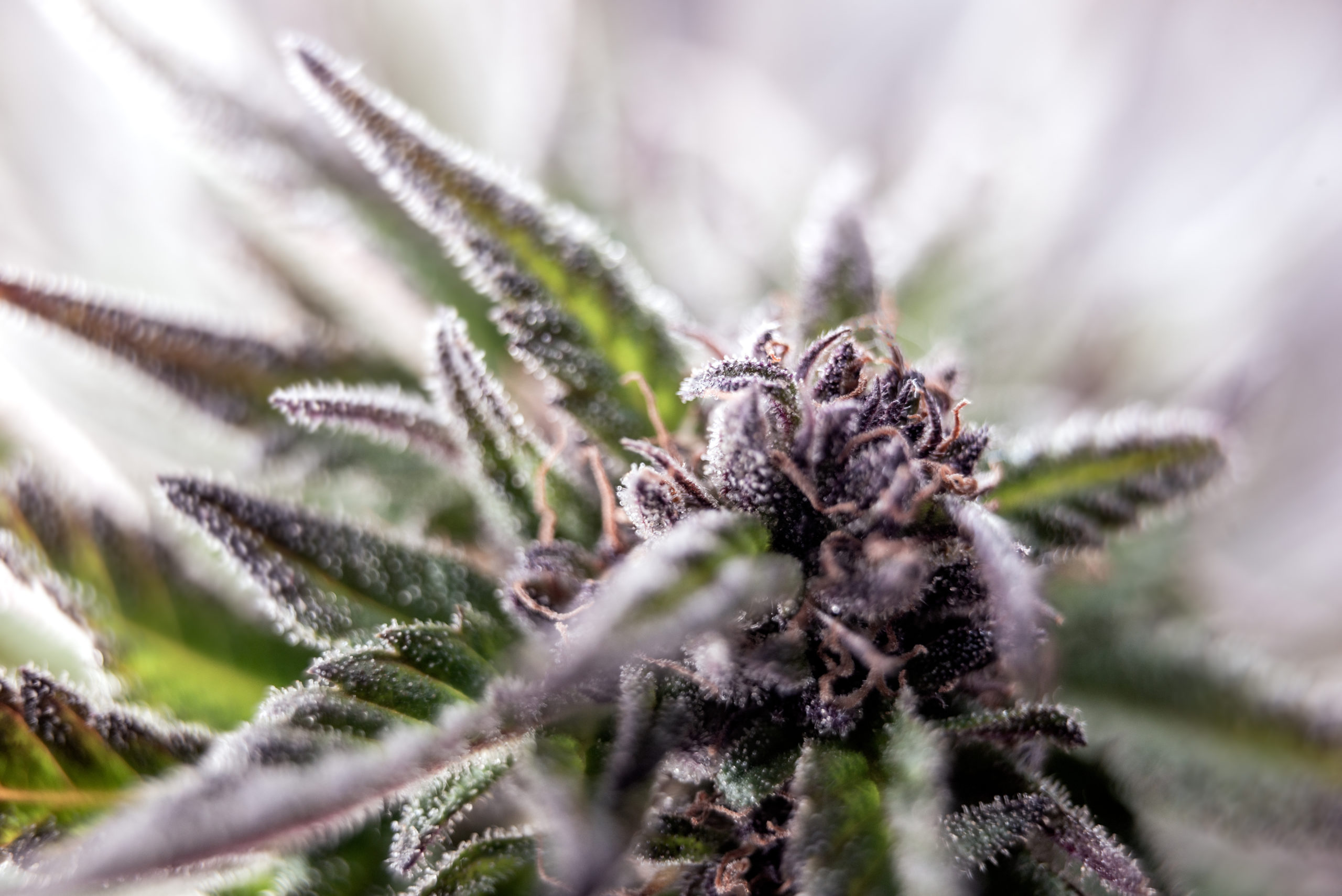 Weed Strain Of The Week: Duct Tape