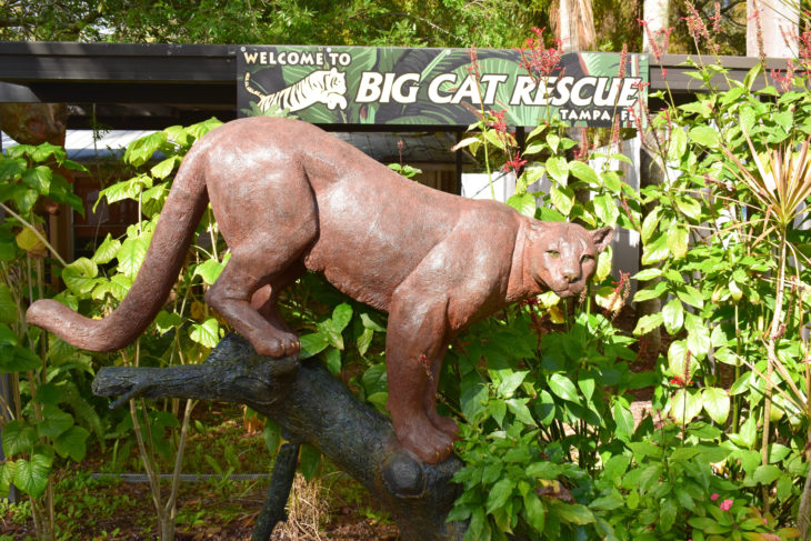Tampa, FL - February 16, 2020: The Big Cat Rescue is an animal sanctuary, run by Carole Baskin and made famous in Netflix's Tiger King.