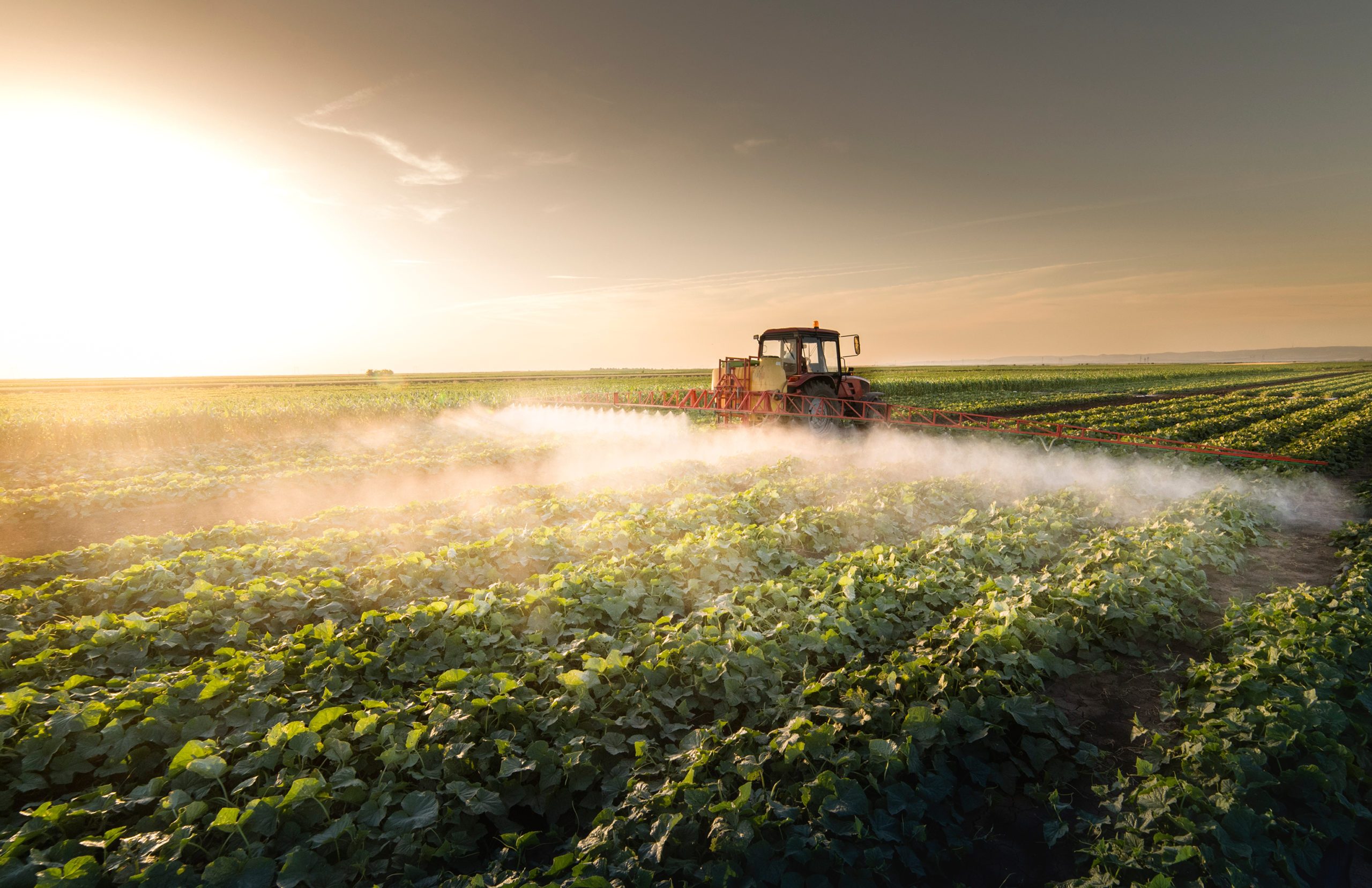Pesticides and Their Harmfulness to Bees