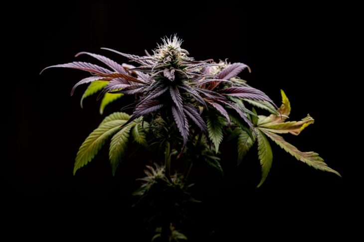 Purple cannabis, growing medical marijuana a beautiful plant on a black background