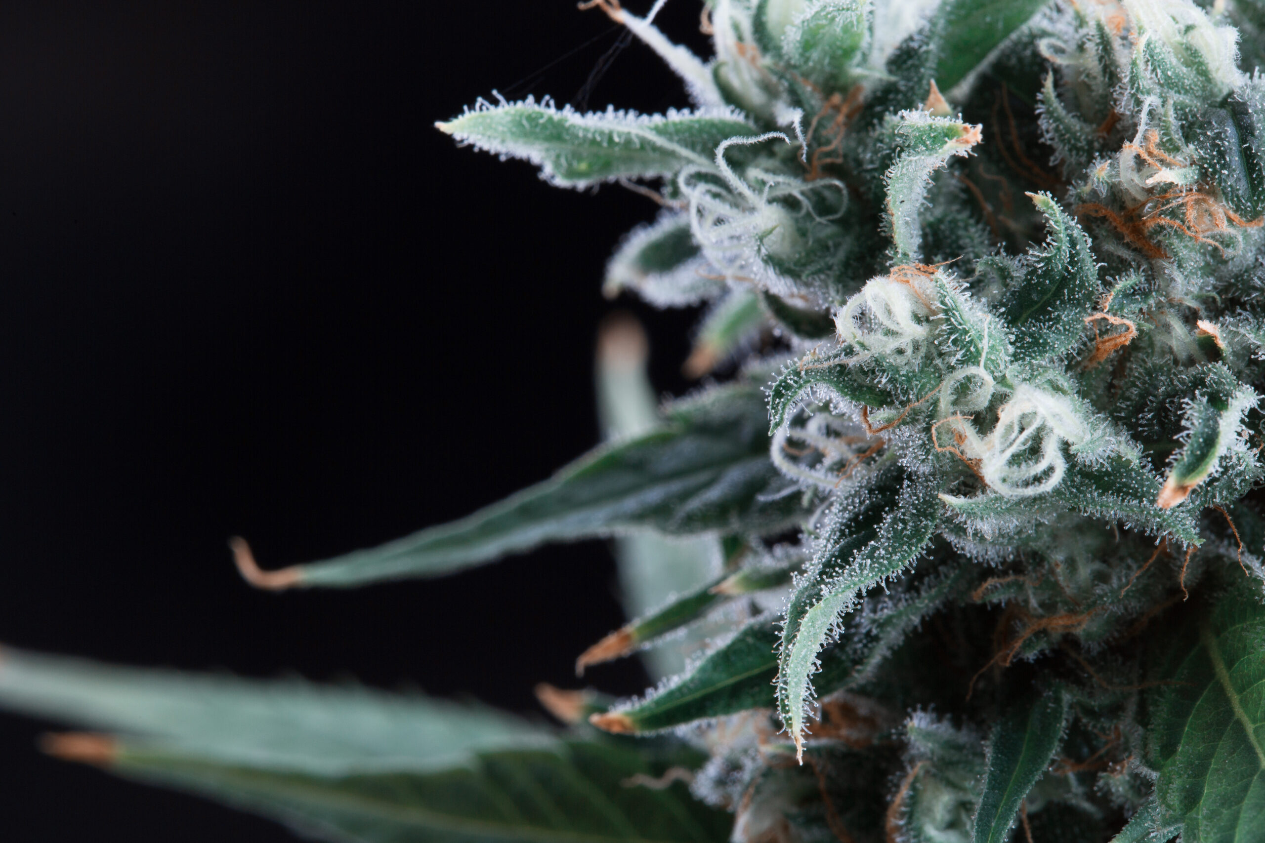 Weed Strain of the Week: Ghost Rider OG
