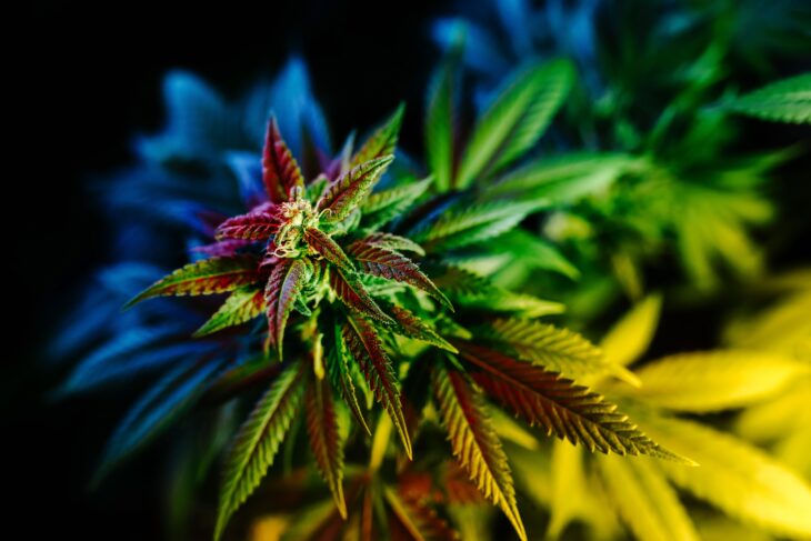 Plant of marijuana for medical use. Close up of cannabis buds. Red lighting on the leaves