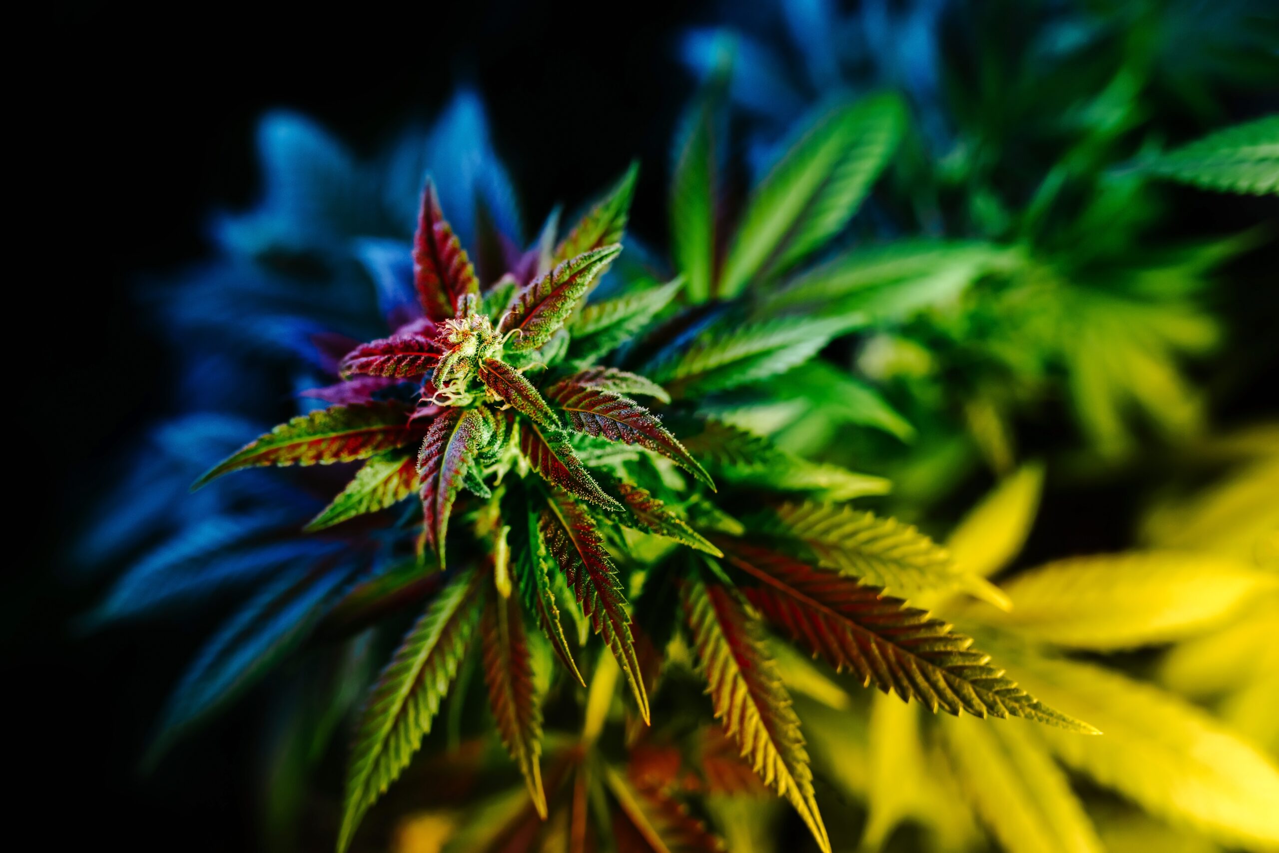 Weed Strain of the Week: Han Solo Burger