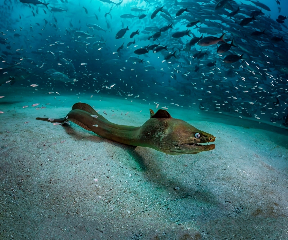 Eel Bites Through Man’s Intestines, Surgically Removed