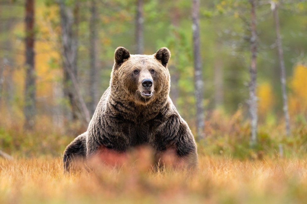 Fat Bear Week Winner Triumphs Over Rival