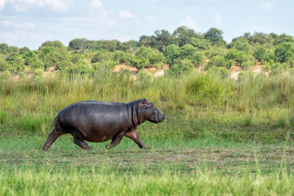 Hippos Invade South African Town Streets as Residents Watch in Shock