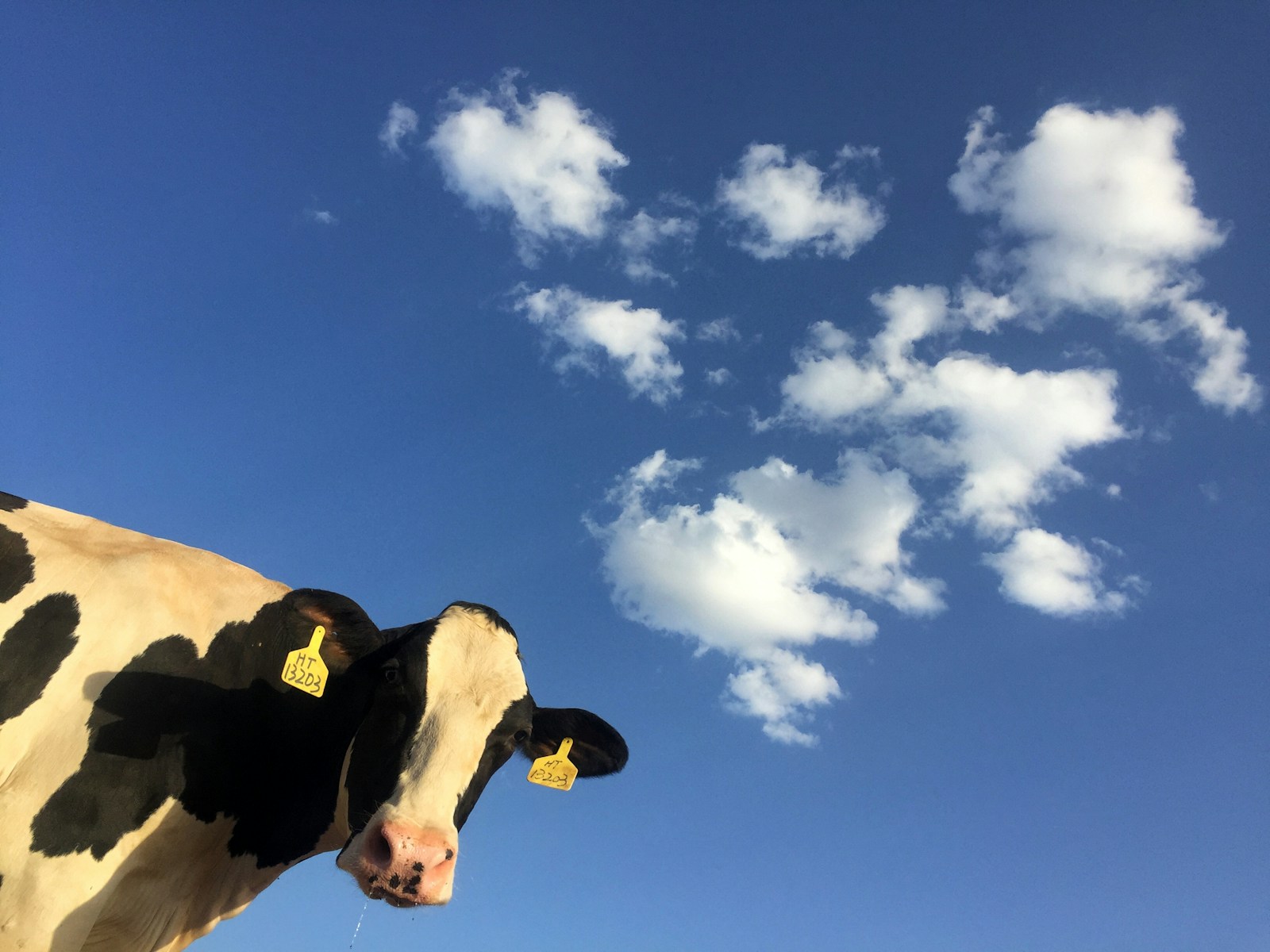 Cow Breaks Loose and Terrorizes Students at University of Illinois Before Being Caught